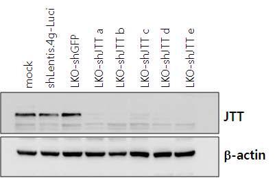 Knock-down effect of JTT in NIH3T3