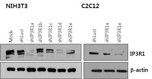 Knock-down effect of IP3R1 in mouse cell lines.