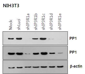 Knock-down effect of PP1 in NIH3T3.