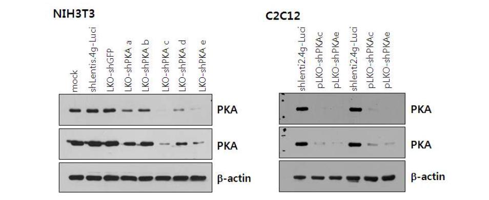 Knock-down effect of PKA in mouse cell