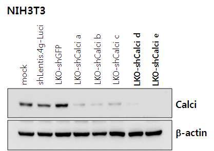 Knock-down effect of Calcineurin in NIH3T3.