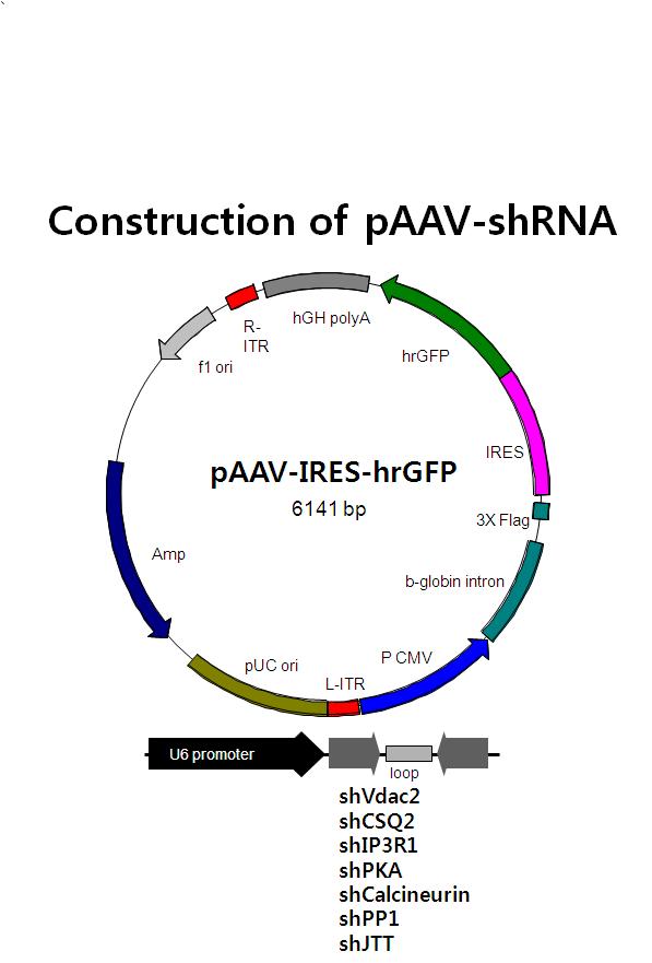 Map of AAV9 vectors encoding shRNA expressing cassettes.