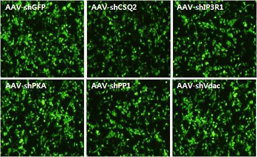 Transfection of AAV9-shRNAs.