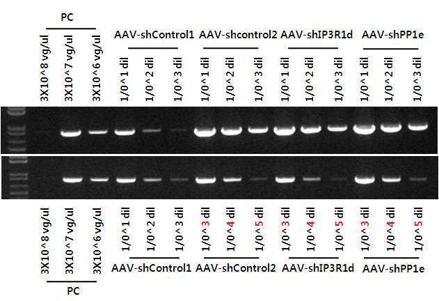 Quantification of produced and purified shRNA-expressing AAV9 vectors by using PCR.