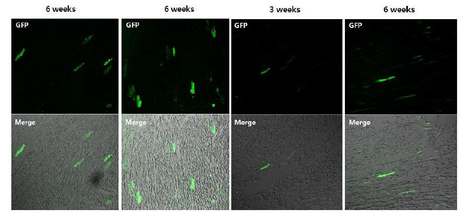 Representative photomicrographs of sections from mouse heart 3 of 6 weeks after systemic injection of 60 ul containing 6 x 10^10 vg of AAV9