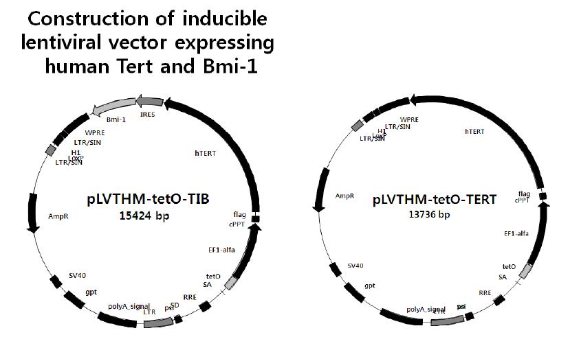 Map of pLVTHM-tetO-TIB(left) and pLVTHM-tetO-Tert (right).