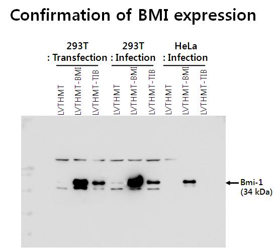 Immunoblotting of Bmi-1 from transfected and infected cells.