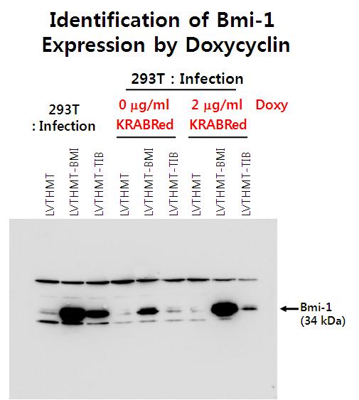 Immunoblotting of Bmi-1 from induced cell by doxycycline.