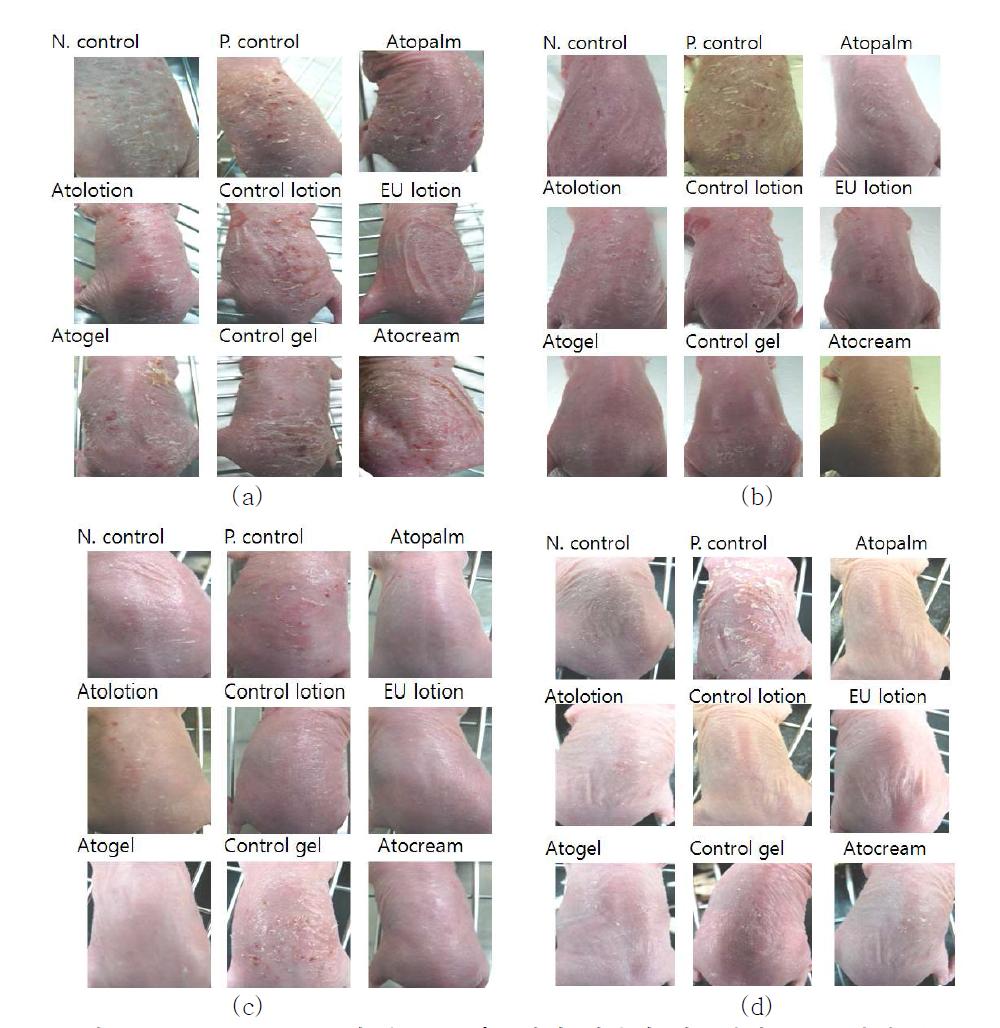 Hairless mouse에 유도된 아토피성 피부염 치료결과: (a) 2일째, (b) 4일째, (c) 6일째, (d) 10일째