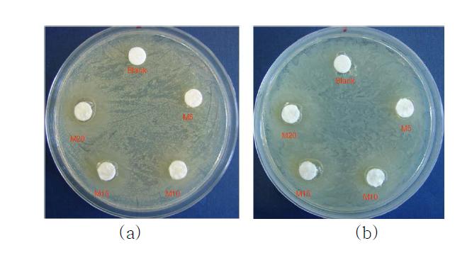 마누카꿀 함량에 따른 하이드로겔의 항균이미지; (a) 황색포도상구균, (b) 대장균