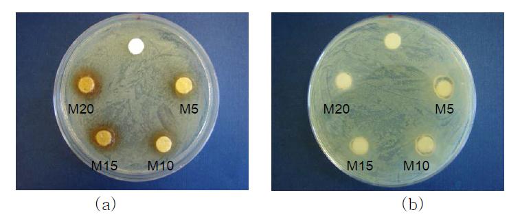 마누카꿀 함량에 따른 하이드로겔의 항균이미지; (a) 황색포도상구균, (b) 대장균