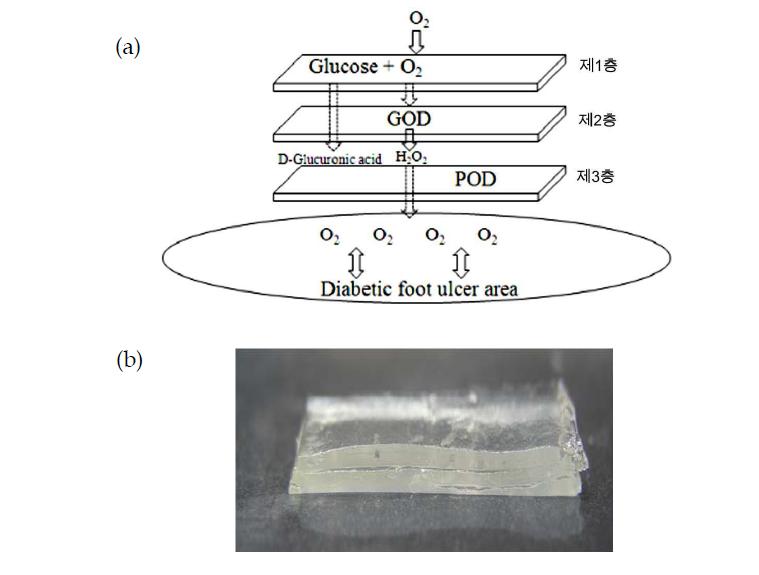 (a) 산화환원효소의 연속 반응 모식도, (b) 3층 구조의 당뇨성 궤양 치료용 하이드로겔 모식도