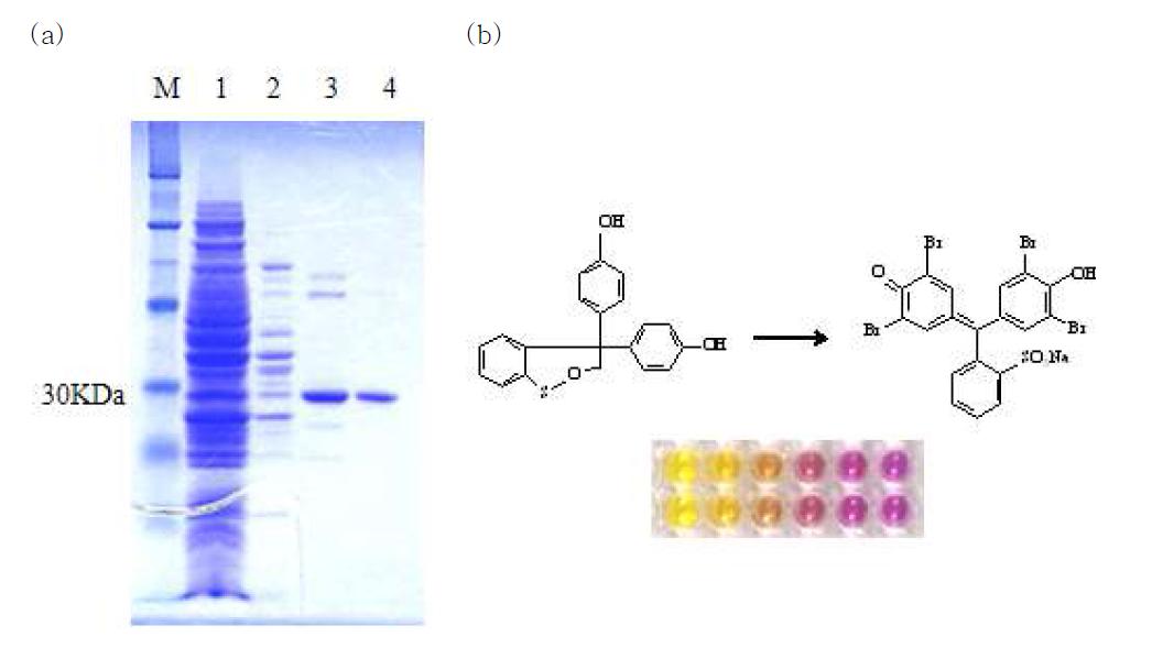(a) P . putida ATCC11172 유래 pHPO11172 유전자의 E. coli에서 발현 및 정제. 정제된 PO의 SDS-PAGE는 12.5%의 아가로오스겔에서 분리되었으며 Coomassie brilliant blue로 염색 용액으로 분석되었다. Lane M, 스텐다드마커 lane 1, pHPO11172로 형질전환된 재조합 E. coli의 세포 추출액; lane 2, anion exchange chromatography; lane 3, gel filtration; lane 4, 정제된 효소. (b) 정제된 PO 효소에 의한 PO 활성. 1, phenol red; 2, phenol red blue; 3, PO 효소 반응.