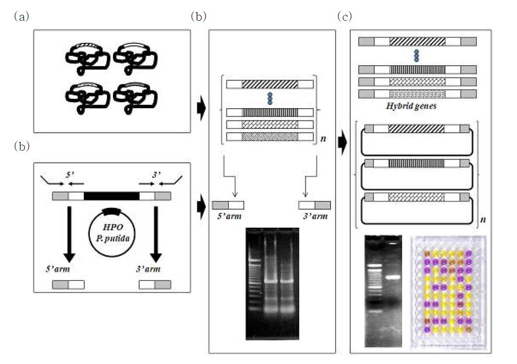 해양에서 분리한 메타게놈라이브러리 유래 chimeric PO library 구축 모식도. (a) 해수 유래 metagenomic DNA pool 분석. (b) Cassette PCR의 첫 번째 단계. 5R과 3R 프라이머에 상보적인 5’arm과 3’arm을 얻기 위해 CF와 CR이 P . putida ATCC11172에 함유되어있는 pHPO11172의 아미노산 서열을 기반으로 설계되었다. (c) Cassette PCR의 두 번째 단계. 해수에서 분리한 5’arm, 3’arm과 central fragments의 조각들은 PCR의 두번째 단계에 사용되었다. (d) Chimeric HPO library구축과 96-well plate에서의 스크리닝