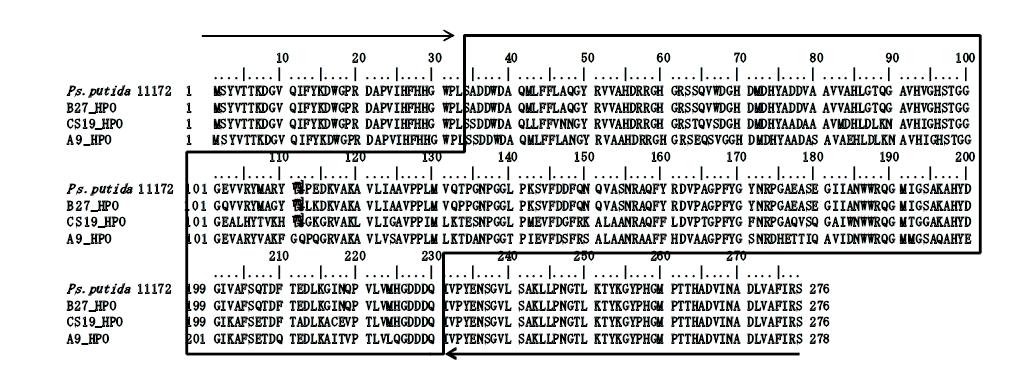 Chimeric POs의 Multiple alignment