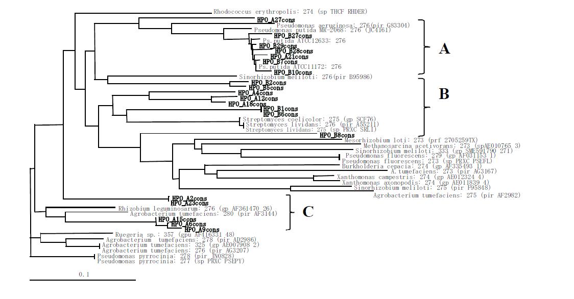 Chimeric POs의 계통발생수(Phylogenetic tree).　Cassette PCR을 통해 얻은 chiemeric POs를 함유한 아미노산 서열의 계통발생수는 Clustal W web program(http://www.ddbj.nig.ac.jp/search/clustalw-e.html)을 이용하여 분석하였다.