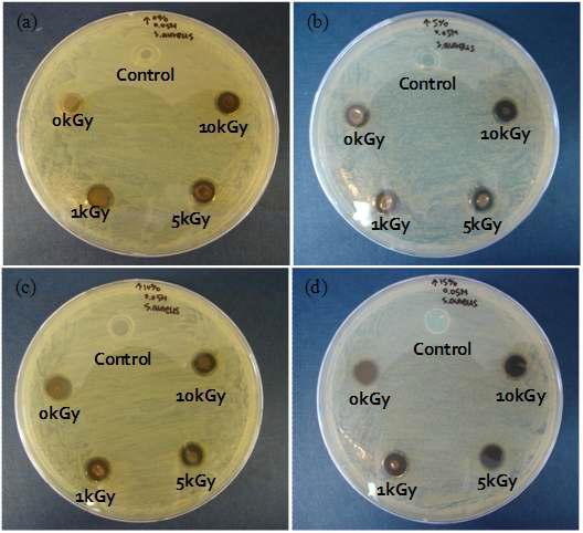 방사선 조사량에 따른 황색포도상구균에 대한 항균 이미지: (a) PEG 0%, (b) PEG 5%, (c) PEG 10%, (d) PEG 15%