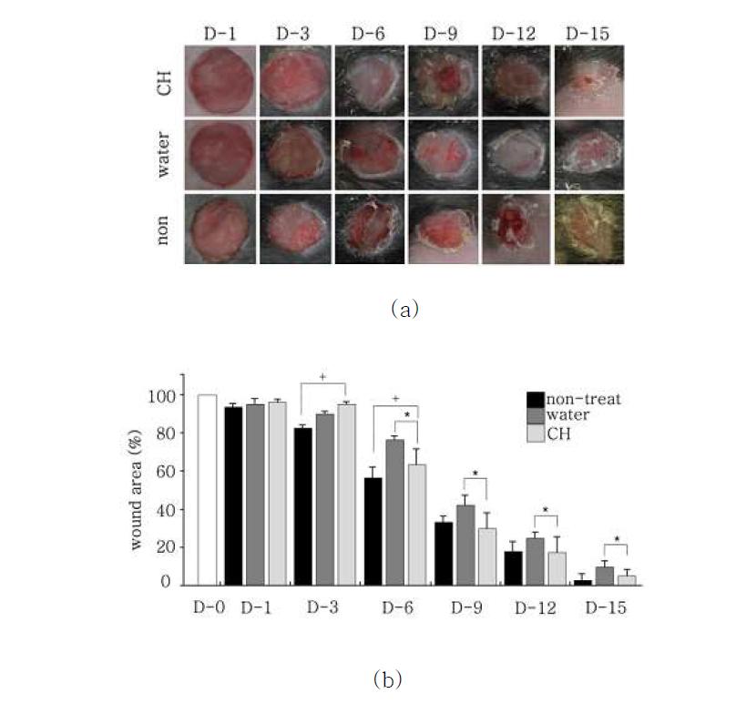 창상 수술 후 벌꿀함유 하이드로겔(CH)의 부착 일령에 따른 창상 수축과정을 wate (positive control)과 non-treat(negative control) 함께 비교하여 보여주고 있음. 벌꿀함유 하이드로겔의 6일째부터 유의성 있게 창상이 수축되고 있음. The value marked with an asterisk was significantly (*, p< 0.05) different from that for the water hydrogel-treated group. The value marked with a plus was significantly (+, p< 0.05) different from that of the non-treated group.