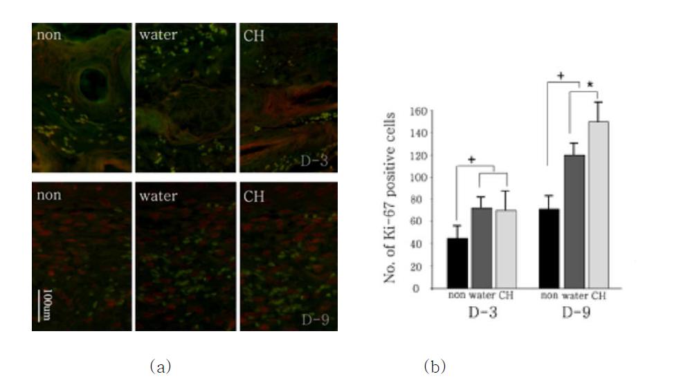 창상 수술 후 벌꿀함유 하이드로겔(CH)의 부착 일령에 따른 세포분열을 면역조직학적 방법을 이용하여 3일째와 9일째의 항체 Ki-67의 발현을 water(positive control)과 non-treat(negative control) 함께 비교하여 보여주고 있음. 벌꿀함유 하이드로겔의 9일째부터 유의성 있게 육아조직이 형성되고 있음. The value marked with a plus was significantly (+, p< 0.05) different from that of the non-treated group. The value marked with an asterisk was significantly (*, p< 0.05) different from that of the water hydrogel-treated group.