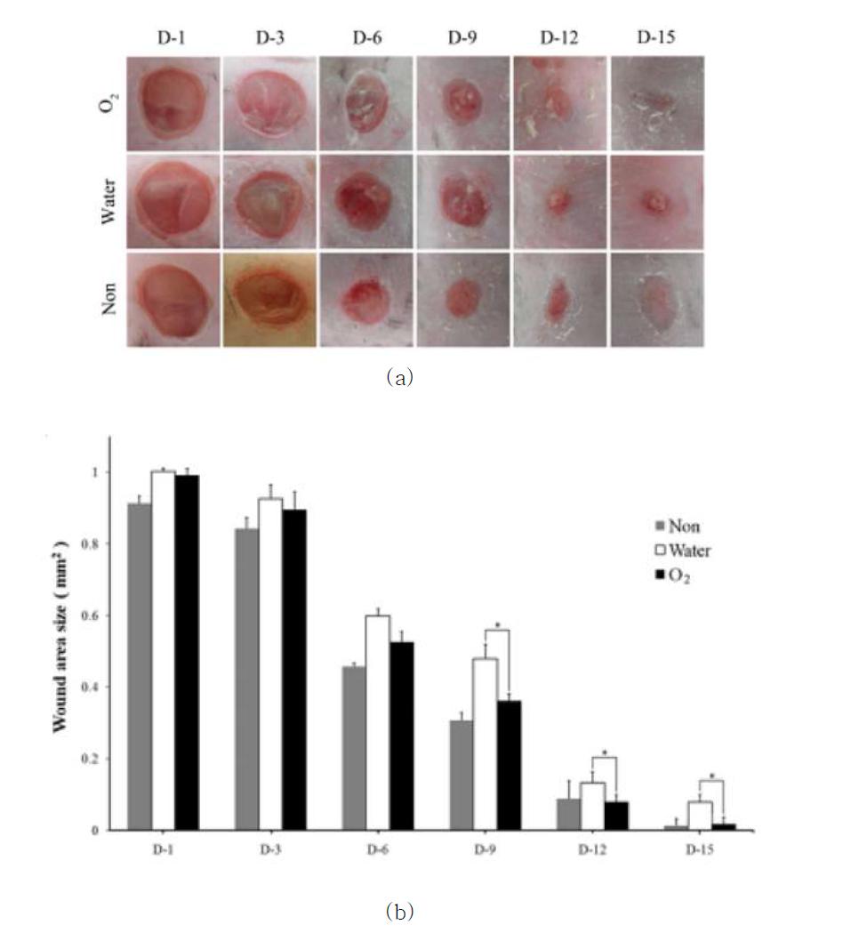 창상 수술 후 O2 hydrogel 처리군의 따른 창상 수축과정을 water(positive control)과 non-treat (negative control) 함께 비교하여 보여주고 있음. O2 hydrogel 처리군에서 9일째부터 유의성 있게 창상이 수축되고 있음. The value marked with an asterisk was significantly (*, p< 0.05) different from that for the water hydrogel-treated group.