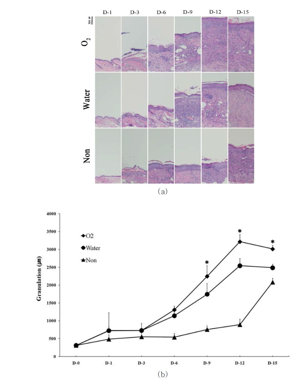 창상 생성 후 O2 hydrogel 처리에 따른 육아조직형성 과정을 water (positive control)과 non-treat(negative control) 함께 비교하여 보여주고 있음. O2 hydrogel 처리군의 9일째부터 유의성 있게 육아조직이 형성되고 있음. The value marked with an asterisk was significantly(*, p< 0.05) different from that for the water hydrogel-treated group.