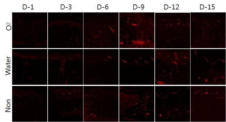 창상 생성 후 O2 hydrogel 처리에 따른 섬유화을 면역조직학적 방법을 이용하여 1, 3, 6, 9, 12, 15일째에서 항체 α-SMA의 발현을 water (positive control)과 non-treat (negative control) 함께 비교하여 보여주고 있음.