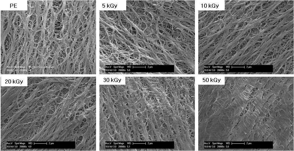 방사선량에 따른 그라프트 분리막의 표면 비교 (by SEM)