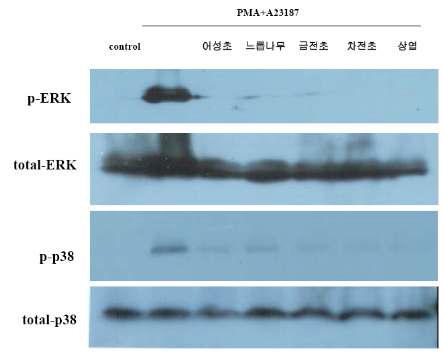 비만세포에서 ERK와 p38 MAPK 활성에 미치는 약용식물 추출물의 효과