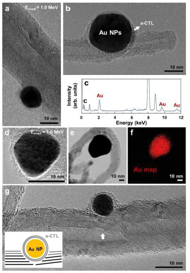 (a, b) HR-TEM images and (c) EDS spectrum of Au NPs anchored on MWCNTs MEBI with Eirrad = 1.0 MeV, (d, e, g) HR-TEM images and (f) EDS elemental map of Au NPs anchored on MWCNTs with Eirrad = 1.5 MeV.