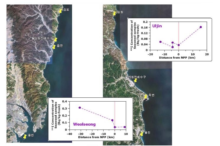 그림 105. 월성 및 울진 원전 주변 해조류 조사 결과 및 원전 배수구로부터의 거리별 131I 농도