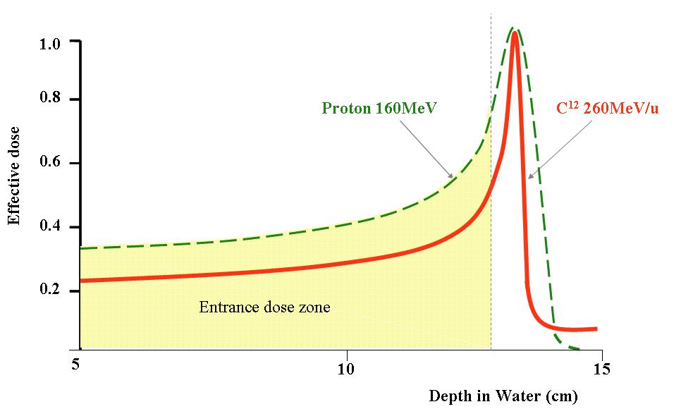 생체 내 중입자와 양성자의 Bragg peak 분포