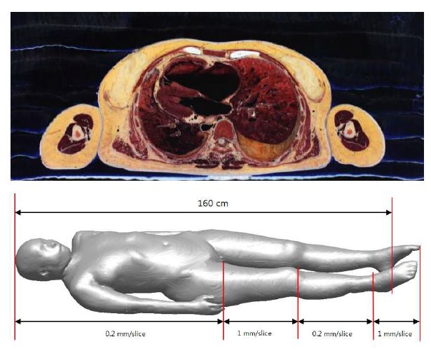 그림 3-26. 한국인 여성사체에 대한 컬러해부영상과 절단간격 정보