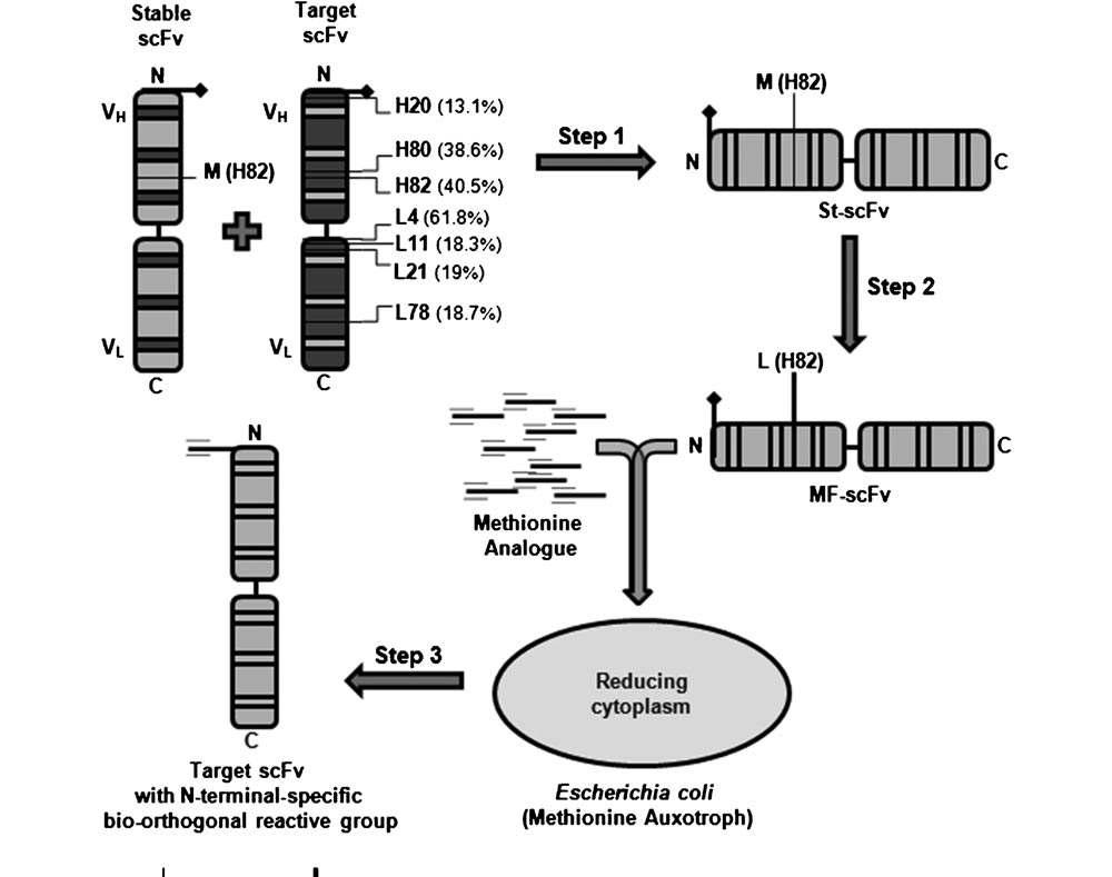 Schematic representation of the proposed approach for N-terminal-specific modification of the scFv protein.