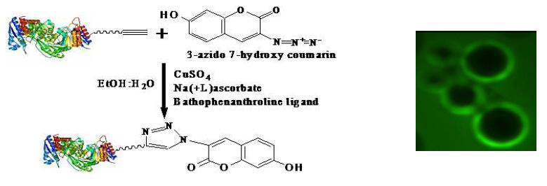 Cycloaddition and its application to the modification of protein