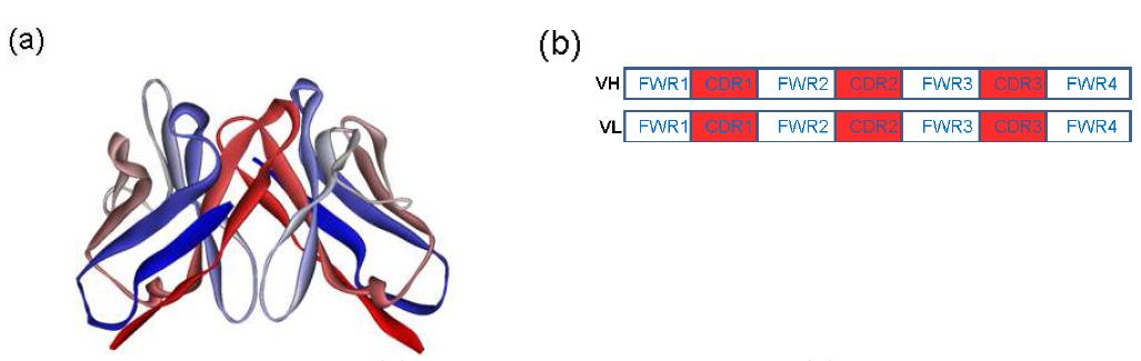 Structure of ScFv (a) ScFv composed of VH and VL (b) CDR