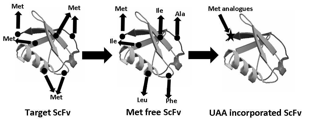 Engineering of ScFv and N-terminal specific unnatural amino acid (UAA) incorporation