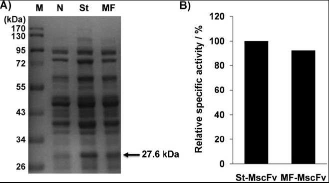 (A) SDS-PAGE analysis of soluble fractions of E. coli M15A that produces St-MscFv and MF-MscFv. Lane M: protein ladder; lane N: negative control (pQE60 vector); lane St: St-MscFv; Lane MF: MF-MscFv.(B)The relative specific activities of 10 ng of purified St-MscFv and MF-MscFv expressed in M15A were determined. The specific activity of St-MscFv was taken to be 100.