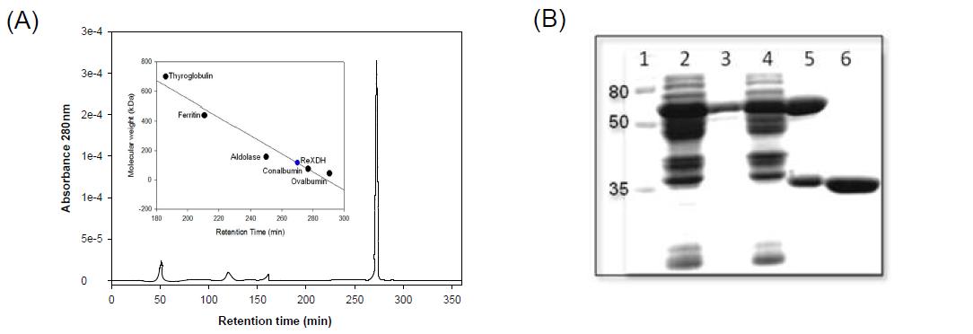 Determination of the molecular mass of Rhizobium etli CFN42 XDH by SDS-PAGE and gel filtration chromatography.