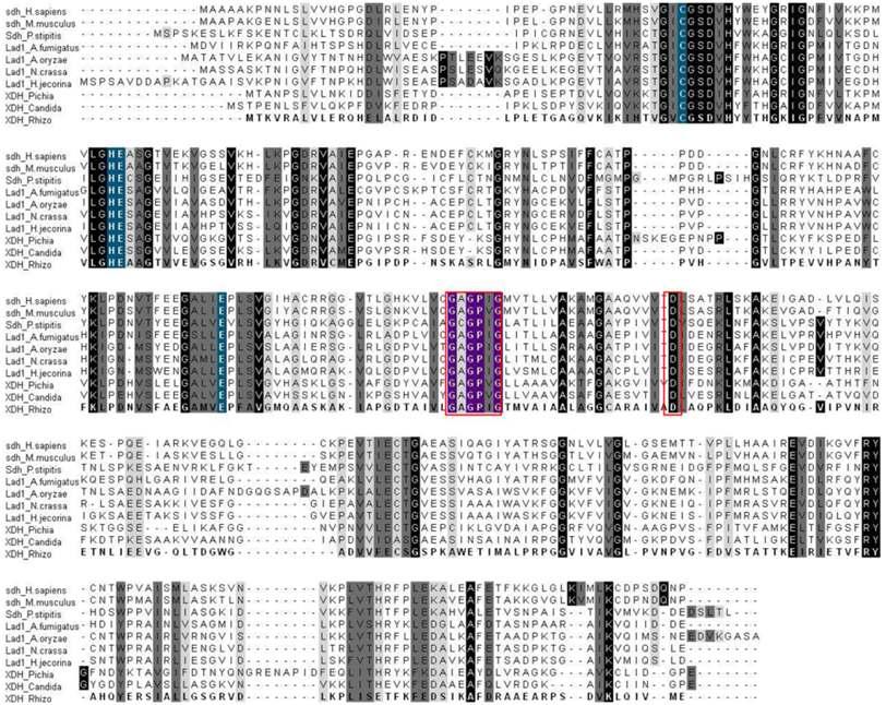 Multiple sequence alignment (MSA) of mammalian SDH and Fungal LAD (fungal orthologue of eukaryotic SDH)and XDH. Strains used for mutiple sequence alignment, sdh_H .sapiens (NP_003095.2), sdh_M .musculus (NP_666238.1), sdh_P .stipitis (XP_001387001.1), Lad1_A.fumigatus (EDP56335.1), Lad1_A.oryzae (BAC81768.1), Lad1_N.crassa (28927596), Lad1_H .jecorina (AAP57209.1), XDH_P . stipitis (XP_001386982), XDH_Candida sp. (AAC24597) and XDH_R . etli (YP_472430.1). Residues are in black back ground are highly conserved, while gray back background residues are homologous in nature. Catalytic domain residues are in blue back ground and co-enzyme binding domain residues are in violet back ground.