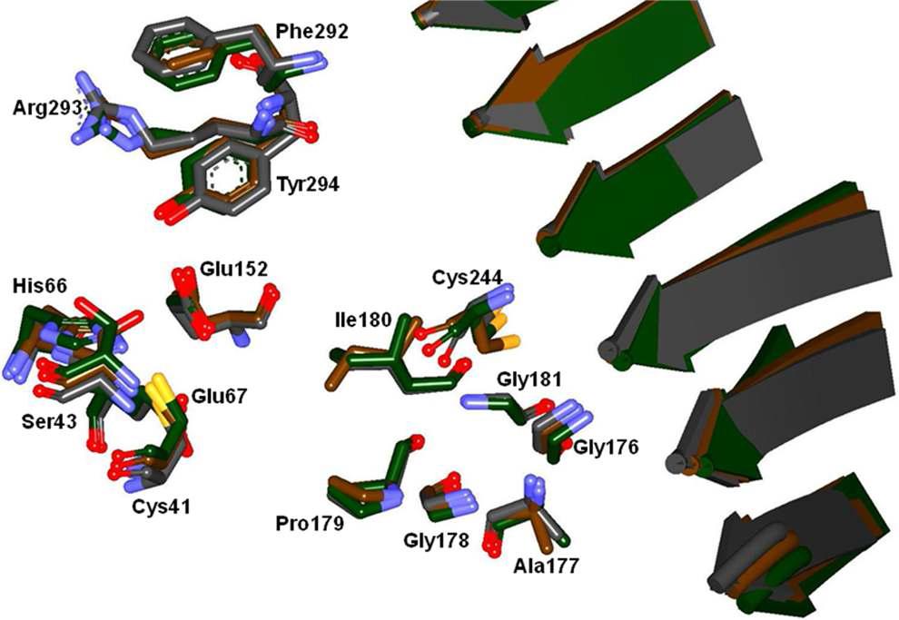 Homology model of ReXDH. Three dimensional superimposed structure of templates 1PL8 (Orange color) and 1E3J (green color) on ReXDH 3-D model (Gray color). Showing the classical α/β Rossmann fold pattern commonly found in the MDR family and two β-barrel domains: the coenzyme binding (residues 163. 300) and catalytic (residues 1. 162, 301. 364) domains. The labels indicate the position of residues in ReXDH.