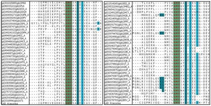 Multiple sequence alignment of fungal MDR superfamily was performed using Align Multiple Sequences module of Discovery Studio 2.5.