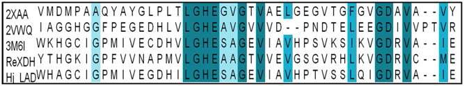 Multiful sequence alignment of ADH: Alcohol dehydrogenase - R hodococcus ruber GDH: Glucose dehydrogenase - H aloferax mediterranei, LAD - Neurospora crassa, LAD . H ypocera jecorina, XDH- R hizobium etli CFN42