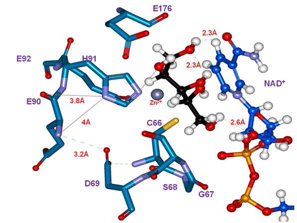 Structure of the G90E mutant active site with bound L-arabinitol as a substrate and NAD+ as a cofactor.