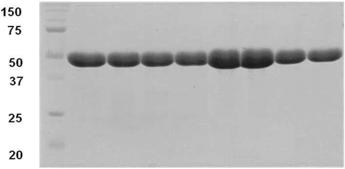 Purification and determination of the mutant enzymes by SDS-PAGE. Lane 1, wild-type; Lane 2, S142L; Lane 3, L141A; Lane 4, D69A; Lane 5, G67A; Lane 6, P172A; Lane 7, L149A; Lane 8, Y323A