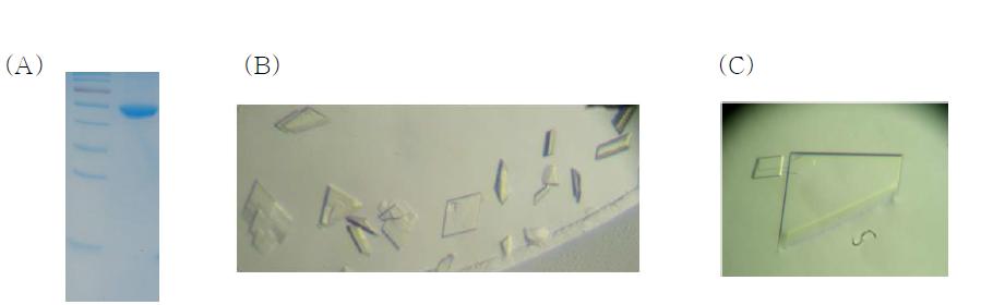Purification and crystallization of wild-type HjLAD. (A) Purified HjLAD shown in 10% SDS-PAGE (lane 1 protein ladder, lane 2 HjLAD), (B) Crystals of HjLAD from Crystal Screen Lite No. 28, (C) Crystals from optimized condition.