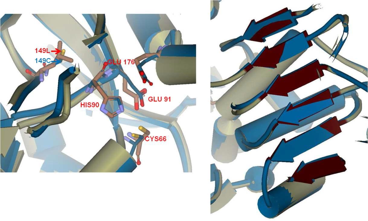 Superimposed 3D structure of wild-type H. jecorina LAD (cyan color) and mutant L149C (blue color). 6 β-sheets are available in both LADs.