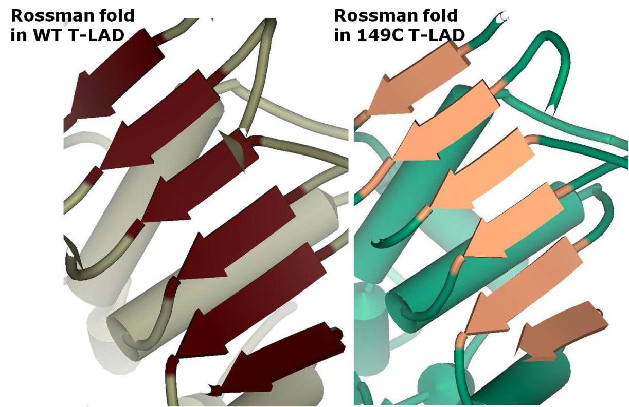 Comparison of Rossmann fold of wild-type and mutant L149C. 6 β-sheets are available in both LADs.