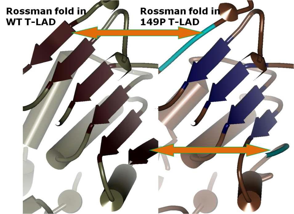 Comparison of Rossmann fold of wild-type and mutant L149P. Two β-sheets are destroyed in the L149P mutant LAD.