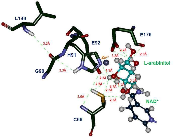 Structure of the HjLAD active site with bound L-arabinitol as a substrate and NAD+ as a cofactor. L-arabinitol was docked into the substrate binding pocket of wild-type HjLAD. Green dotted line represents the H-bond.