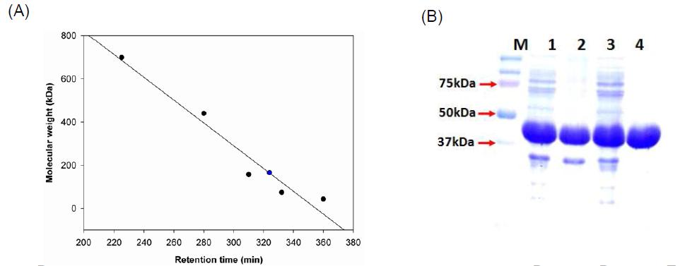 Determination of the molecular mass of A. nidulance AnLAD by SDS-PAGE and gel filtration chromatography.
